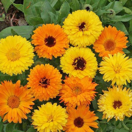 Neven - pre mikrorastliny / Calendula officinalis Pacific Be..
