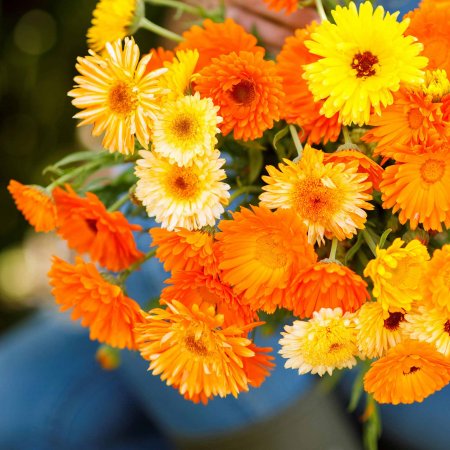 Neven - pre mikrorastliny / Calendula officinalis Pacific Be..