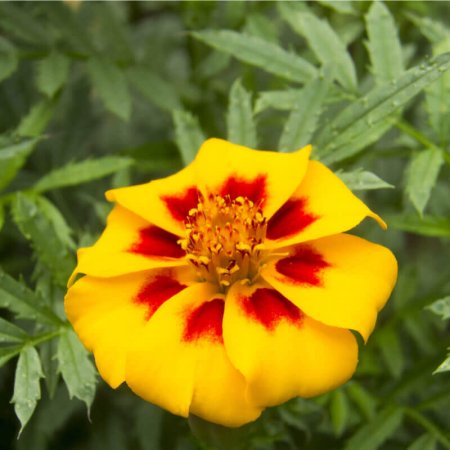 Tagetes nízky Malá Marieta - pre mikrorastliny