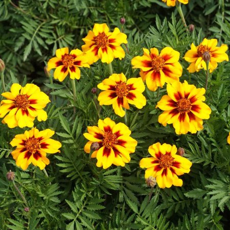 Tagetes nízky Malá Marieta - pre mikrorastliny
