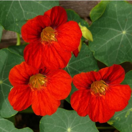 Latinka Imperatrica na India - za mikrorastenia