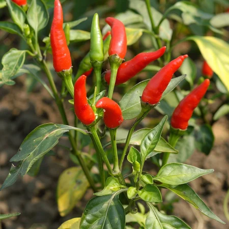 Pikantná paprika Birds Eye