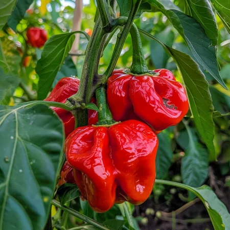 Pikantná Červená Paprika Habanero
