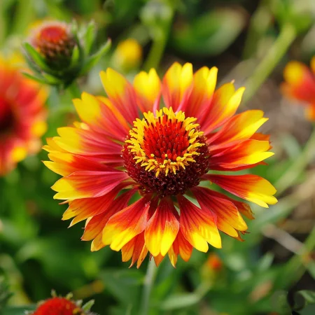 Gaillardia Fackelshain
