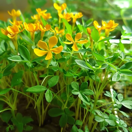 Mexická estragón Oranžová