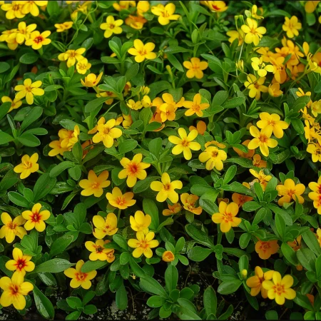 Tagetes Drobnozvetý Žltý