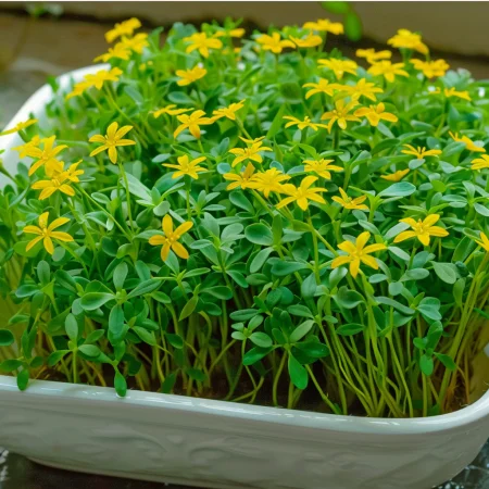 Tagetes Drobnozvetý Žltý