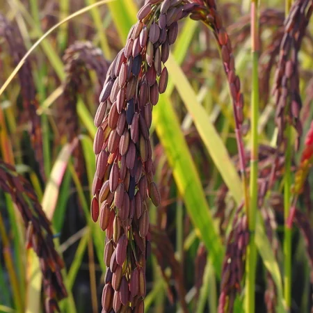 Ázijská fialová ryža