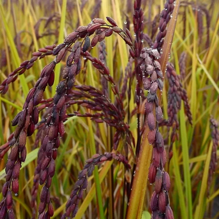 Ázijská fialová ryža