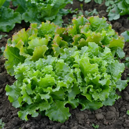 Hlávkový šalát Mutela