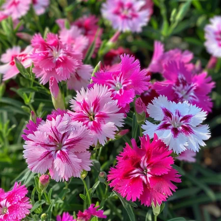 Čínsky klinček Veselosť Jednotlivé Mix