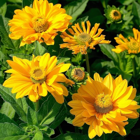 Heliopsis Letné Slnko