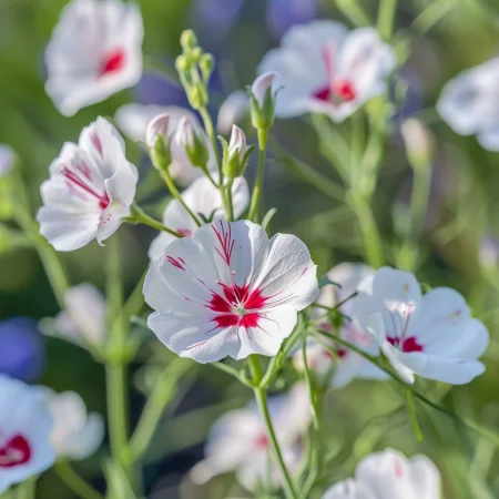 Ľan Jednofarebný Lesklé oči